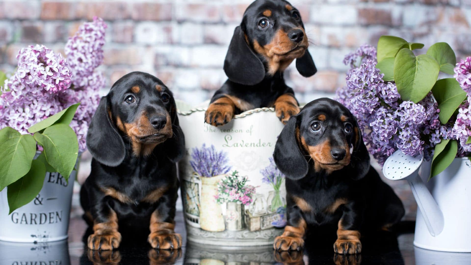 Razas de perro pequeños: el teckel, un cazador en miniatura