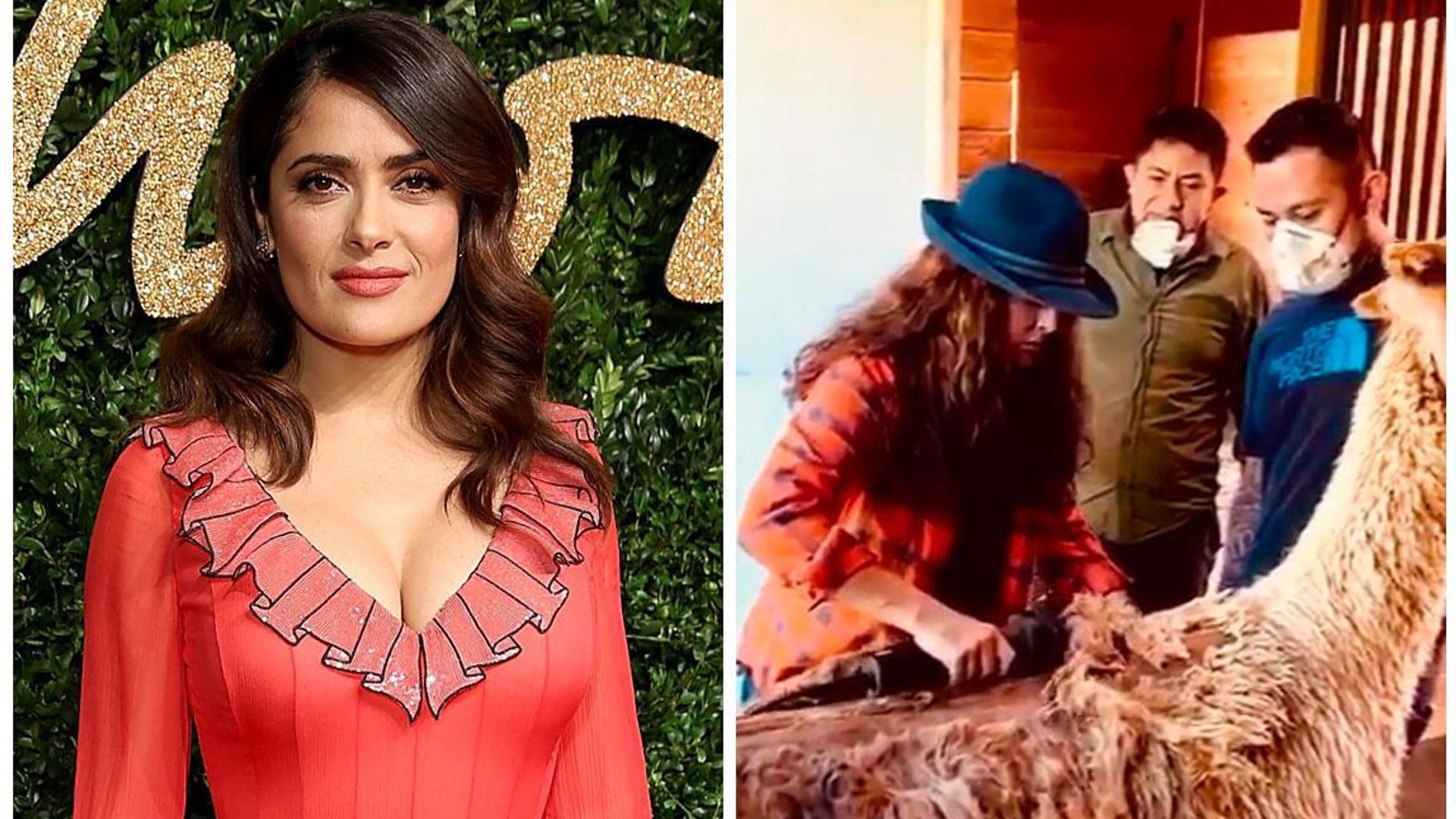 Salma Hayek se convierte en estilista de animales ¡tienes que verla!