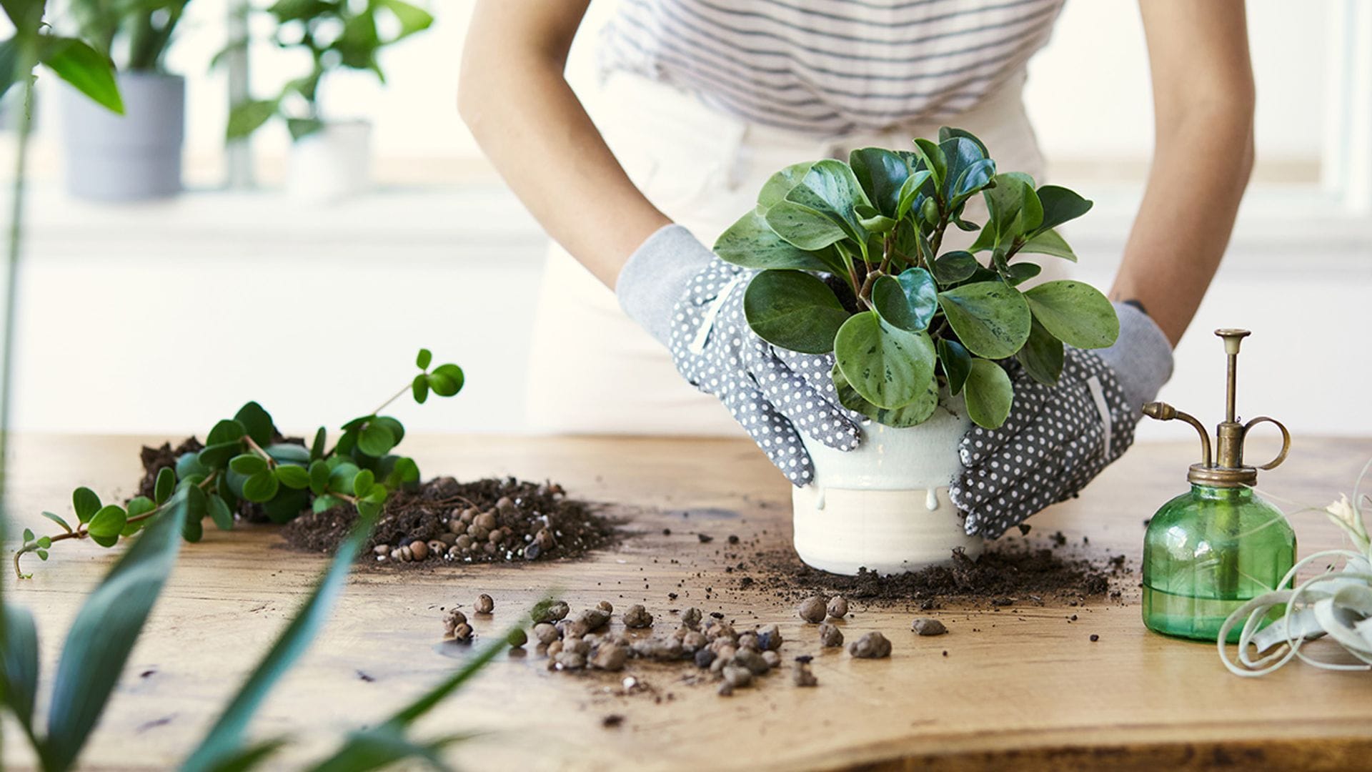 8 métodos para reproducir plantas que son más fáciles de lo que parecen