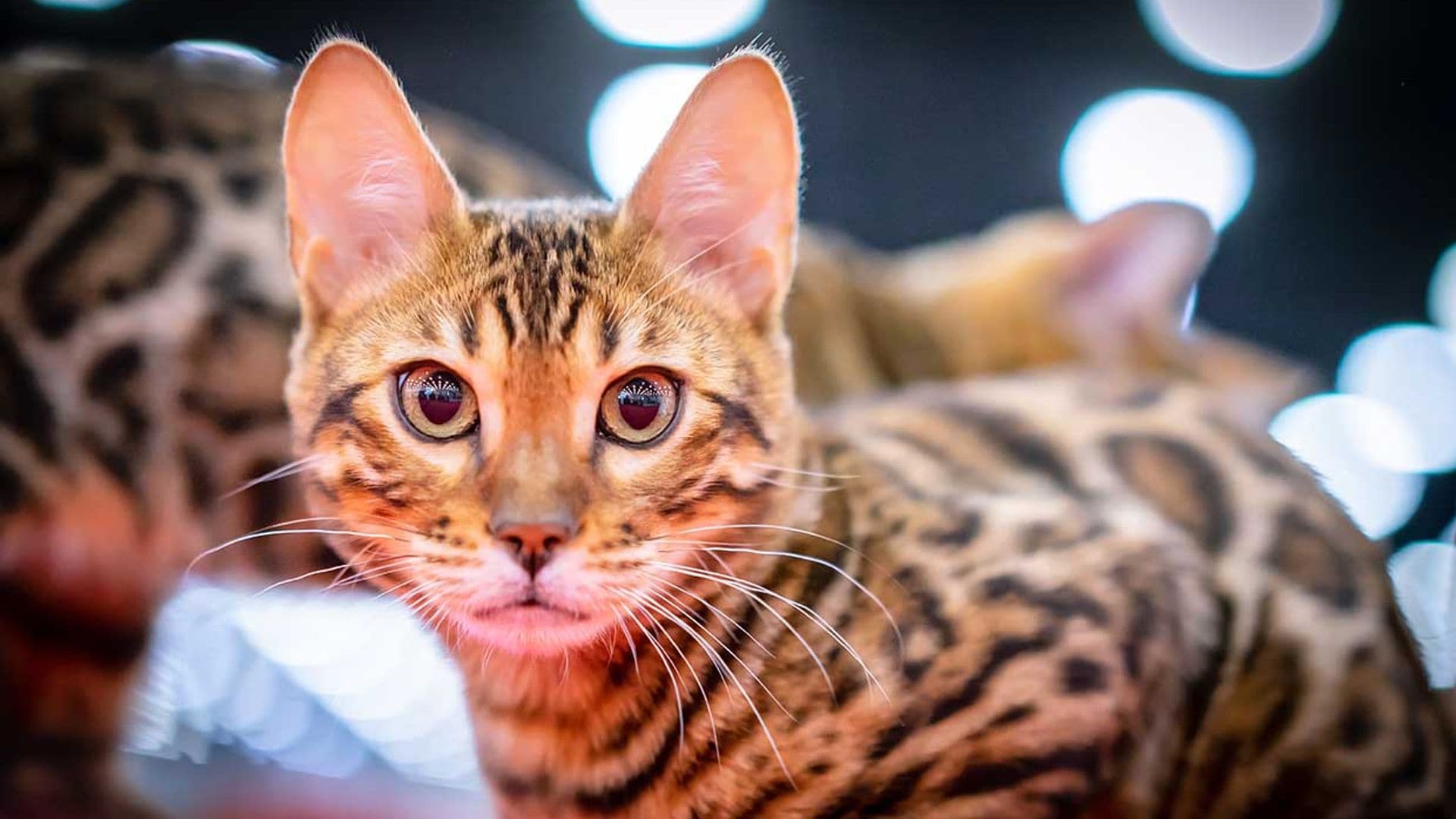 El Savannah, el 'minino' más parecido al leopardo