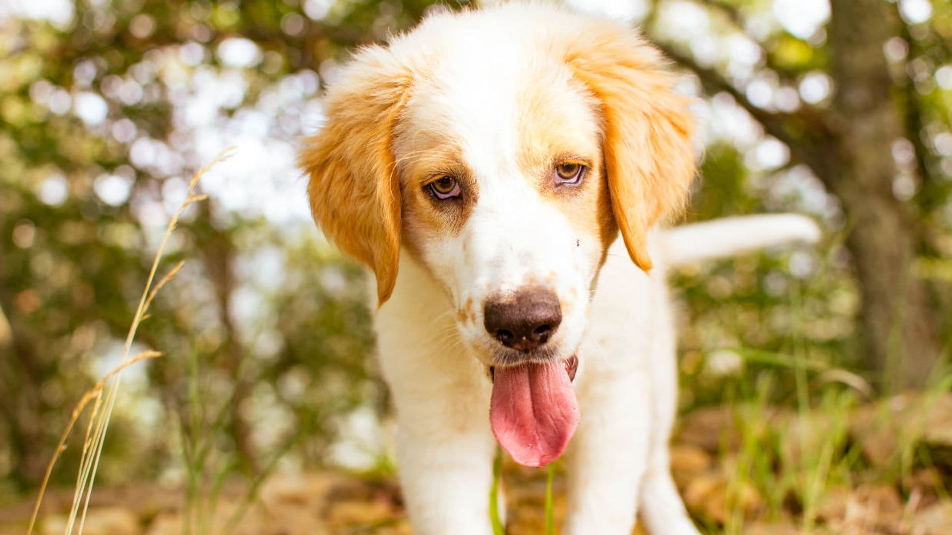 Golpe de calor en perros y gatos: cómo actuar ante el menor síntoma