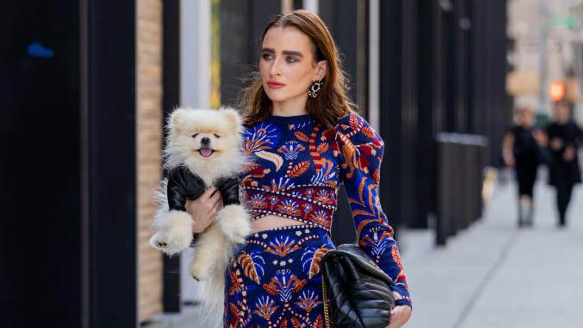¿Cómo proteger a tu mascota de la contagiosa enfermedad respiratoria que afecta a los perros?