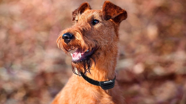 Un perro con un collar negro