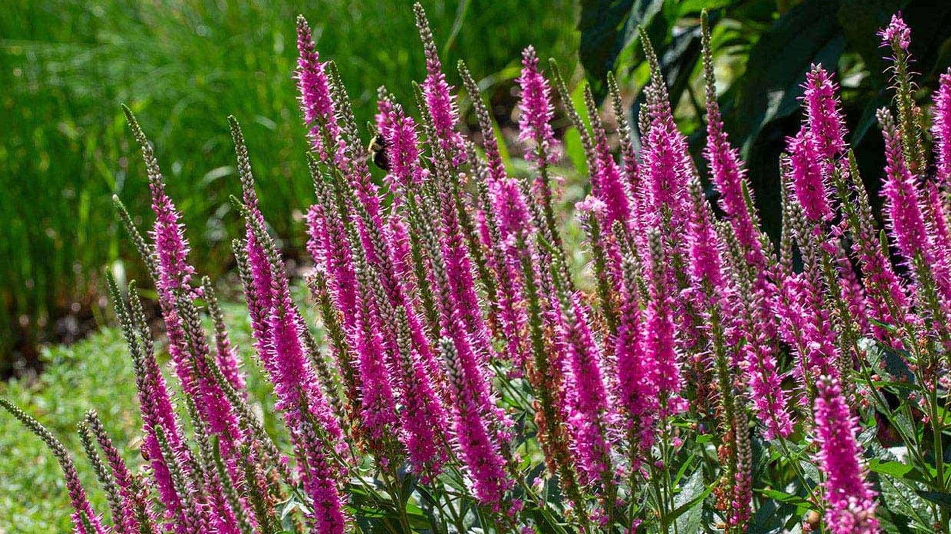 ¿Quieres un arbusto espectacular para tu jardín? Aprende a cultivar verónica