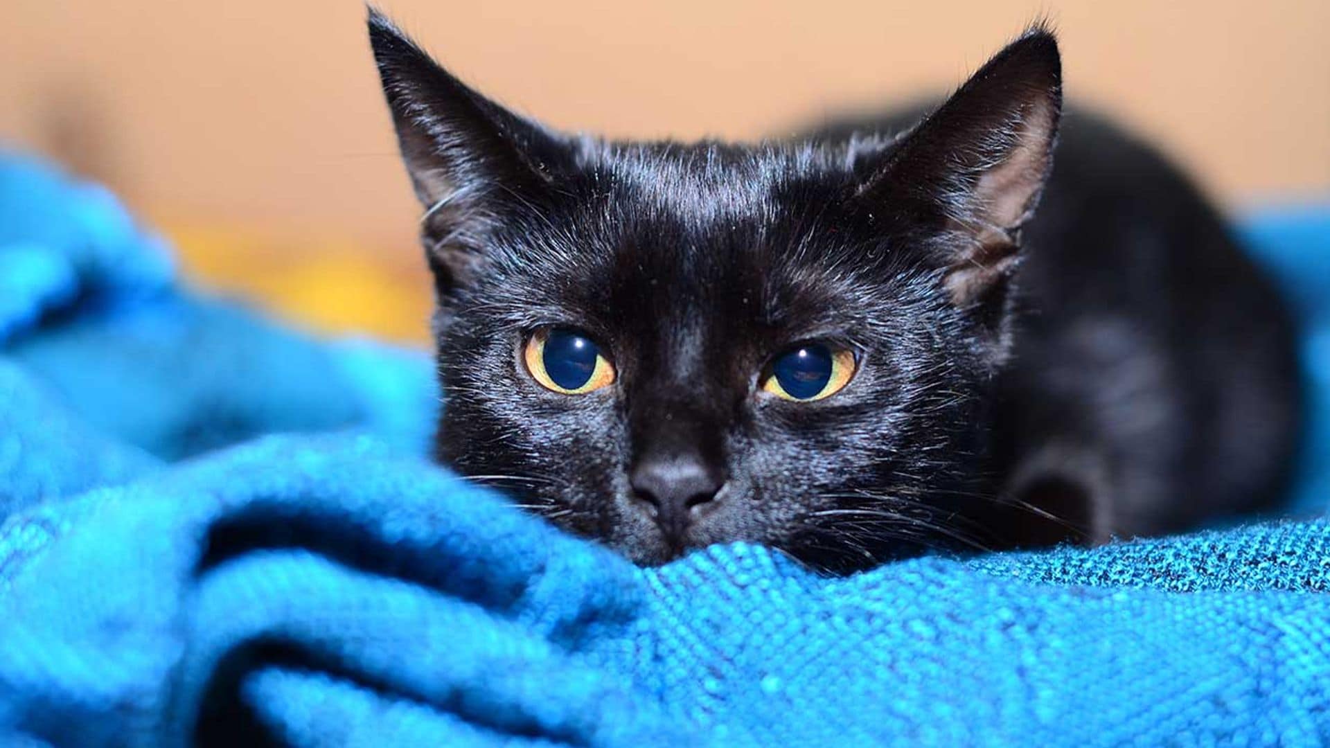 El gato bombay, uno de los más inteligentes y longevos