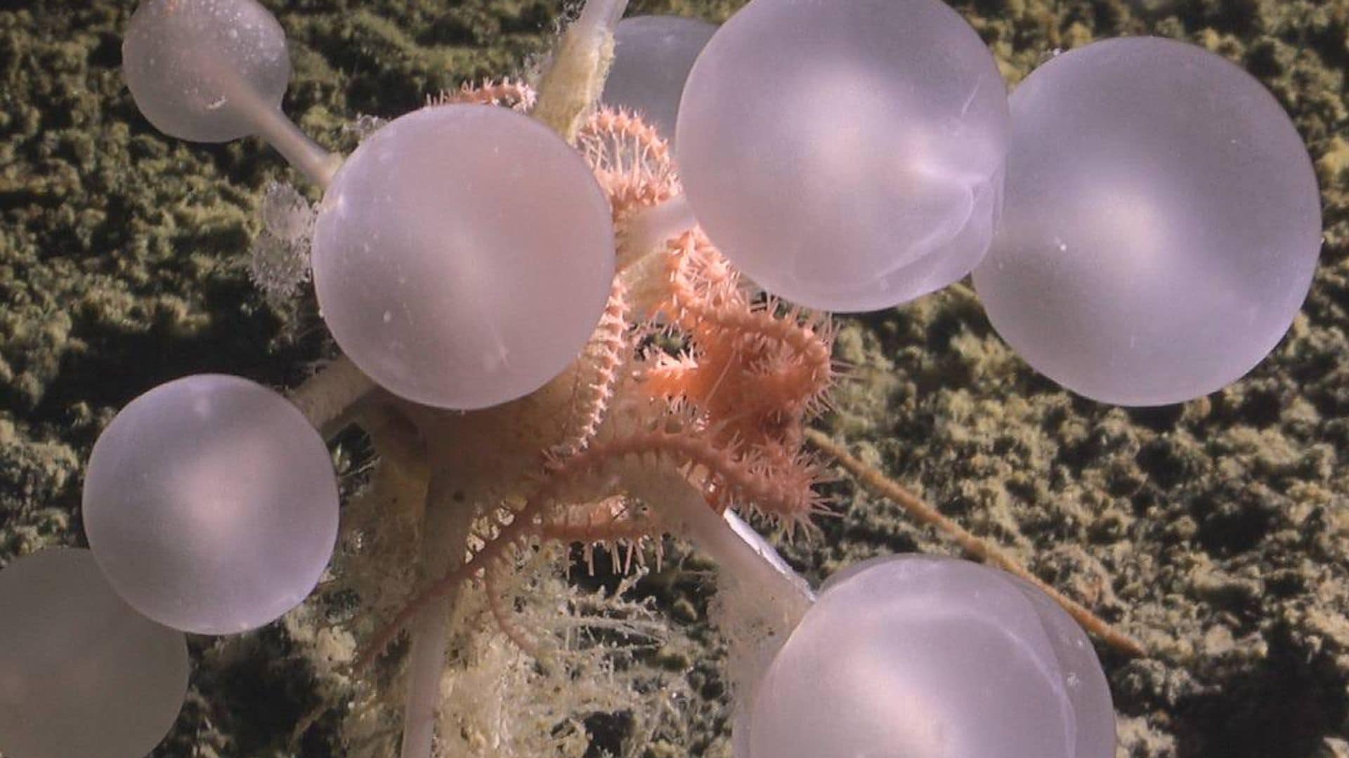 La “bola de la muerte” (Chondrocladia sp. nov.), una esponja carnívora descubierta en el Océano Austral
