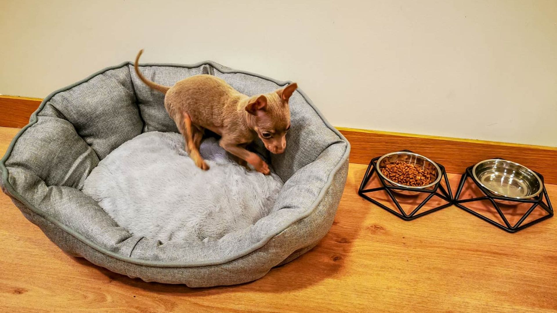 Las razones por las que tu perro da vueltas antes de dormir