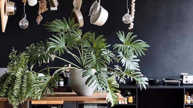 portada plantas