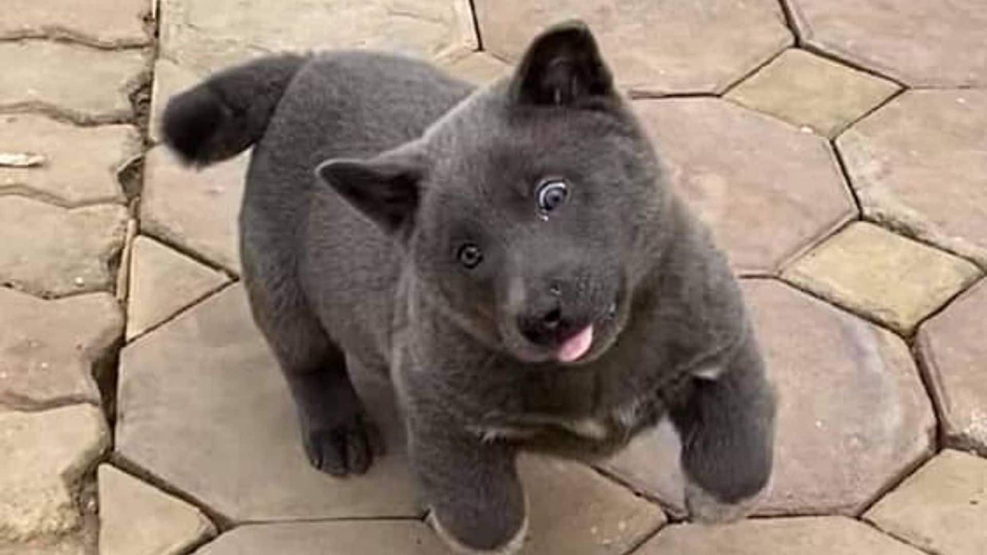 ¿Es un gato? ¿un perro? ¿un oso? Conoce a Dúi, el animal que ha dividido a la Red