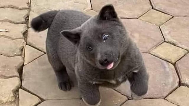 dui perro vietnamita