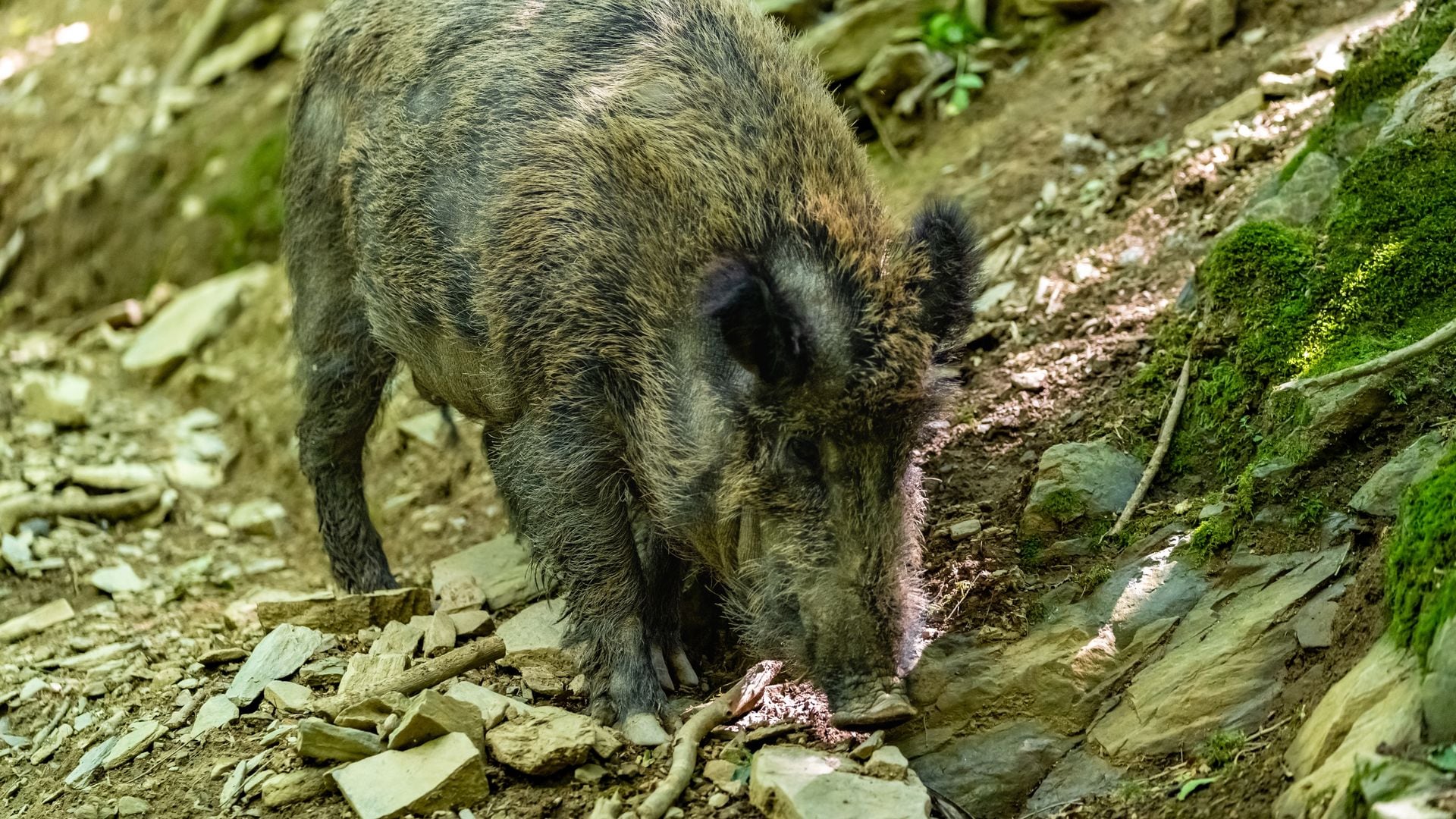 Blindaje total en Barcelona: UME y 250 agentes para frenar el brote de peste porcina