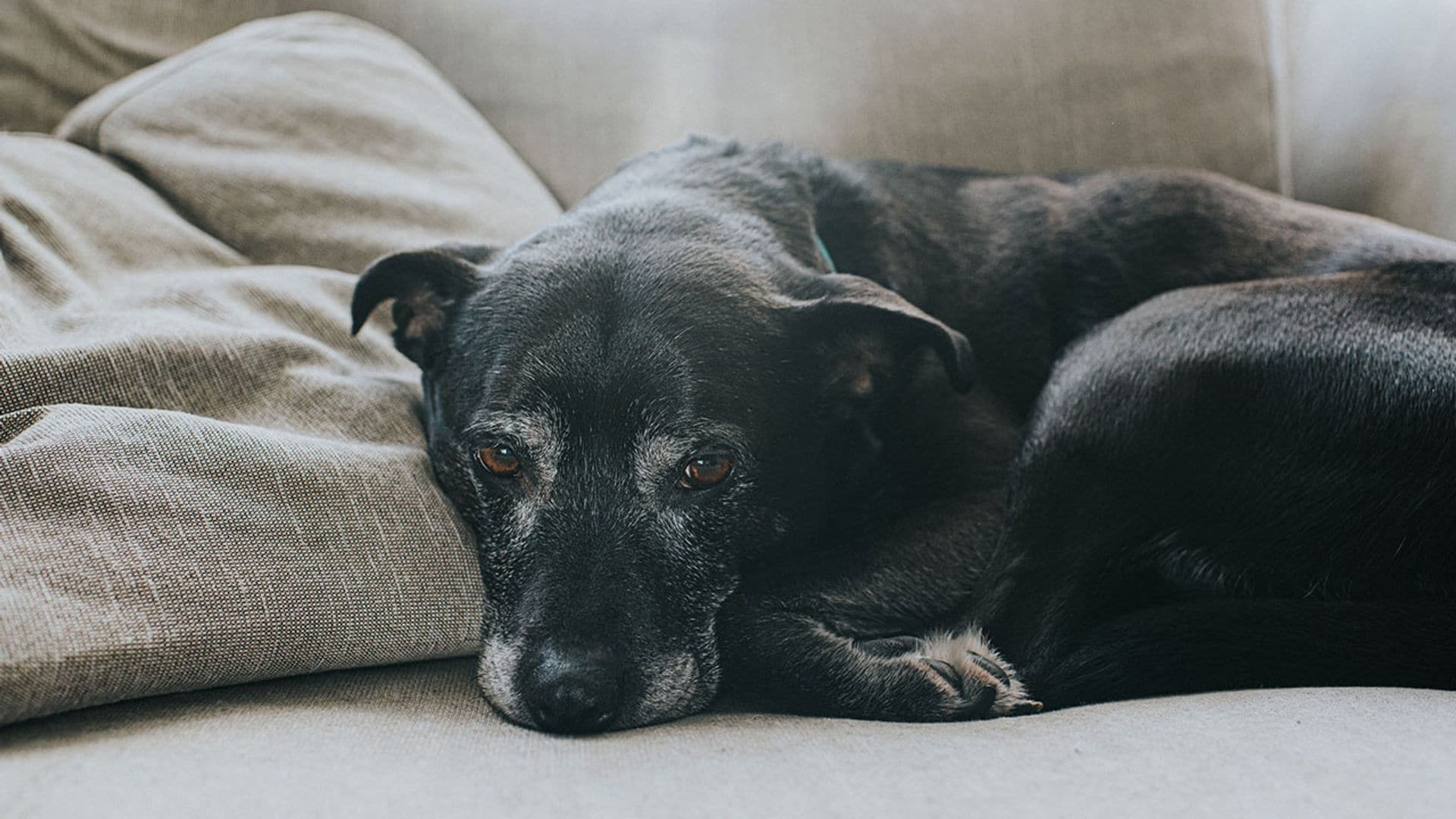 Mejora la calidad de vida de tu mascota senior con estos productos recomendados por expertos