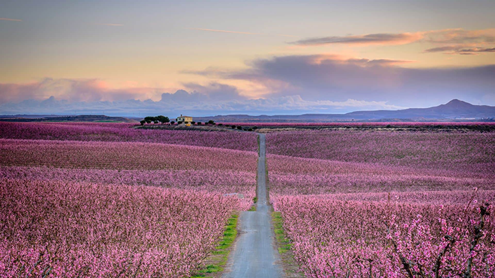 El mar de color rosa de Aitona, el mejor anuncio de la primavera