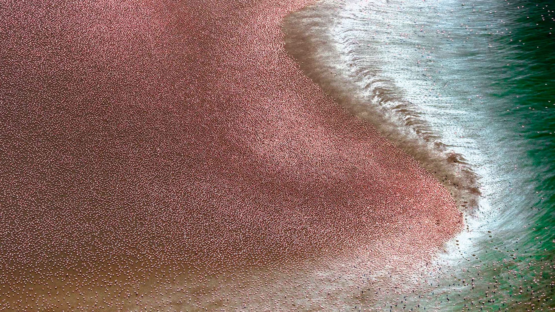 Marea rosa de flamencos