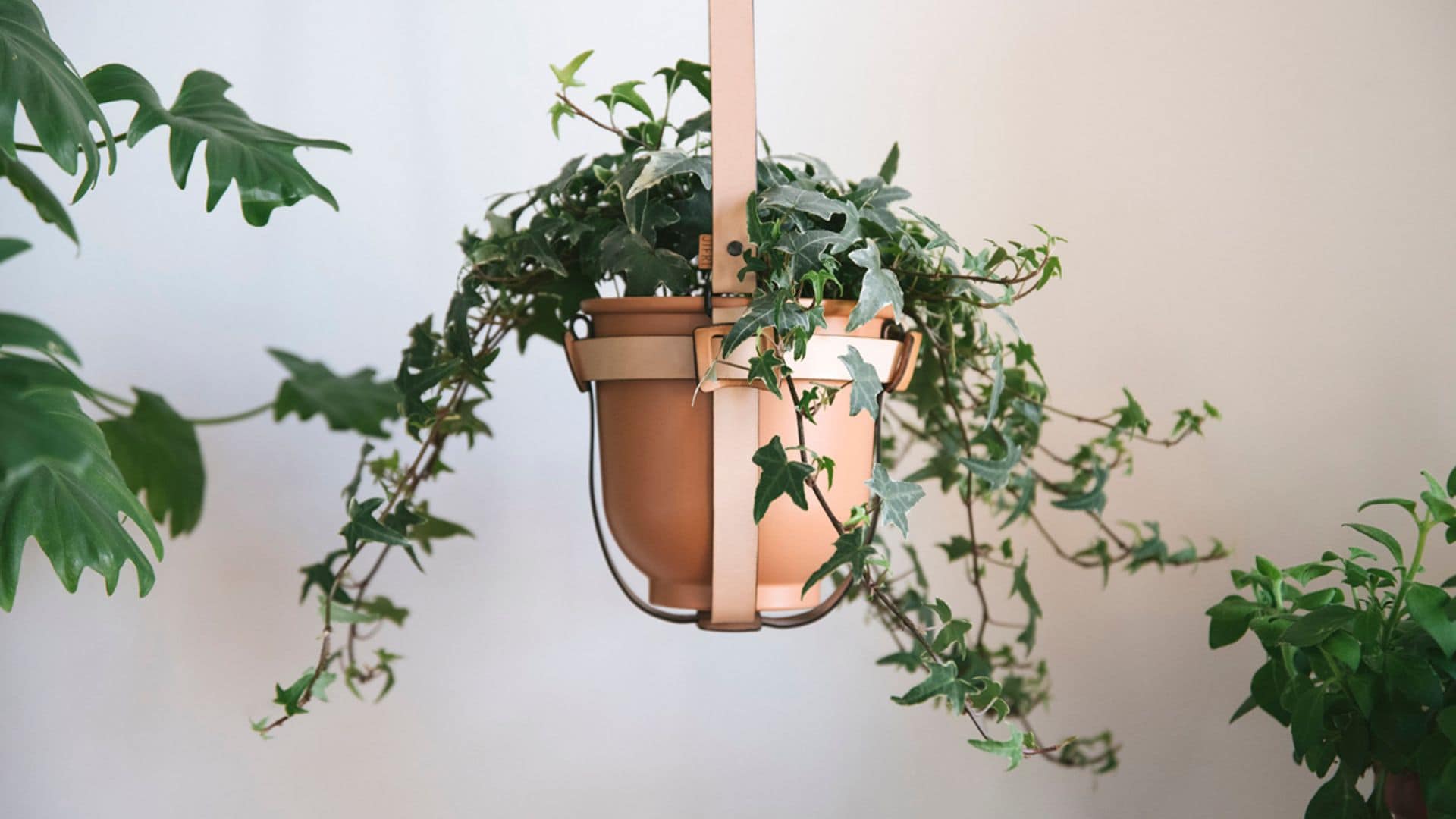 Llena de vida tu hogar con estas bellas plantas colgantes