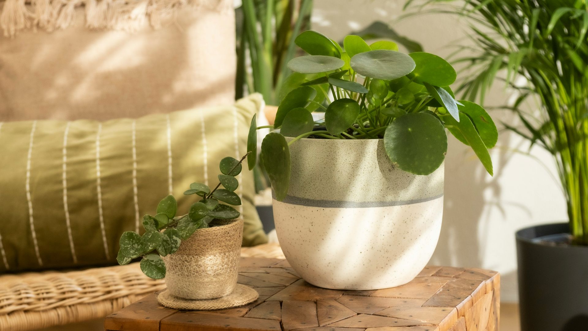 Por qué tus plantas de interior se mueren aunque las riegues: los errores más frecuentes