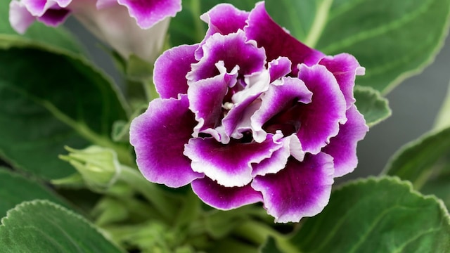 Flor rosa y blanca de un híbrido de Gloxinia