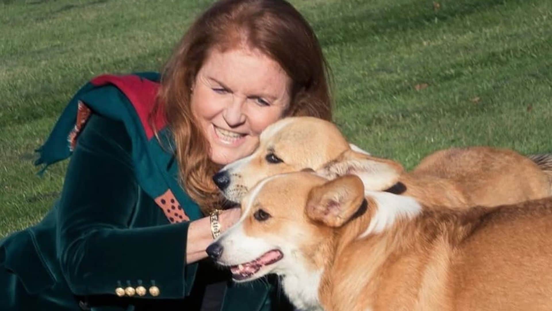 Los corgis de Isabel II, que cuidan Sarah Ferguson y el príncipe Andrés, protagonistas en la vida de la duquesa de York
