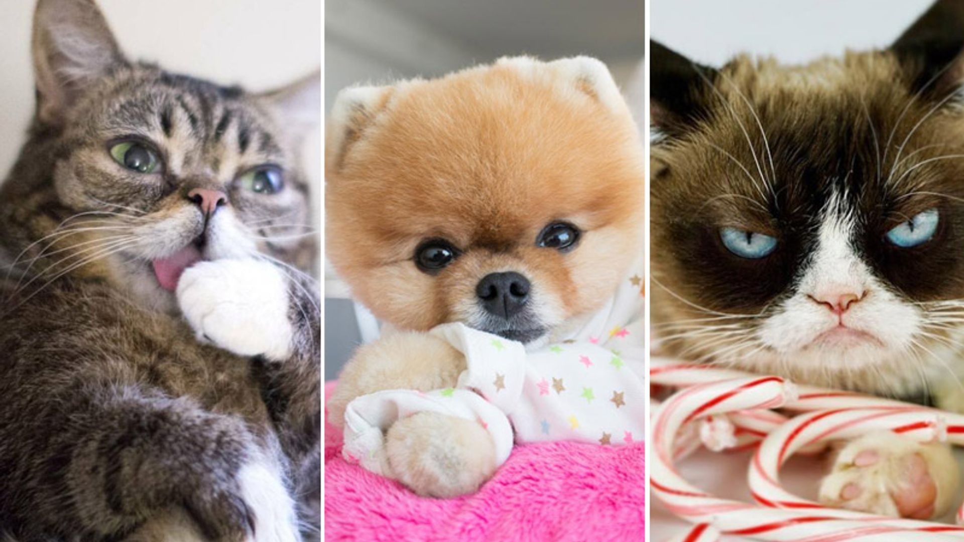 No solo las 'celebs' triunfan en las redes: las mascotas más adorables con millones de 'followers' en Instagram