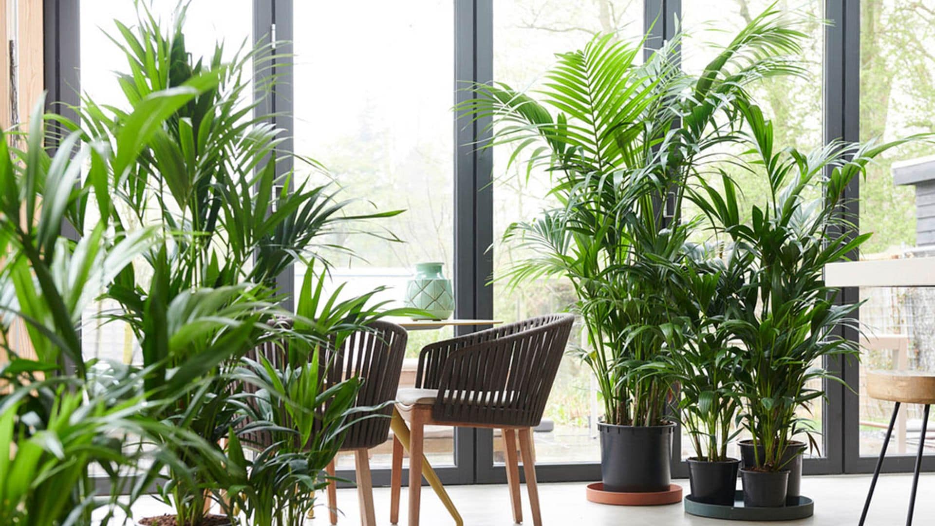 Kentia, la reina de las plantas de interior en tamaño 'XXL'
