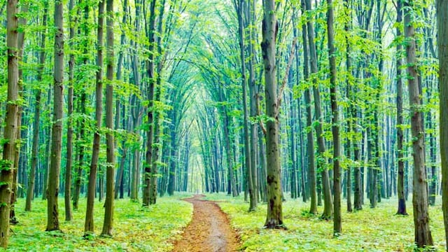 bano bosques japon