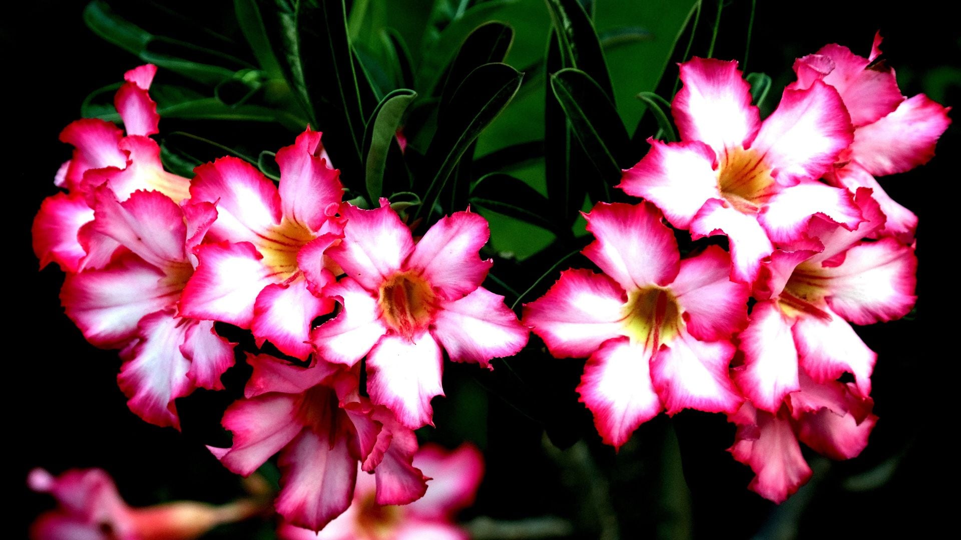 Descubre la rosa del desierto: la suculenta que florece en condiciones extremas