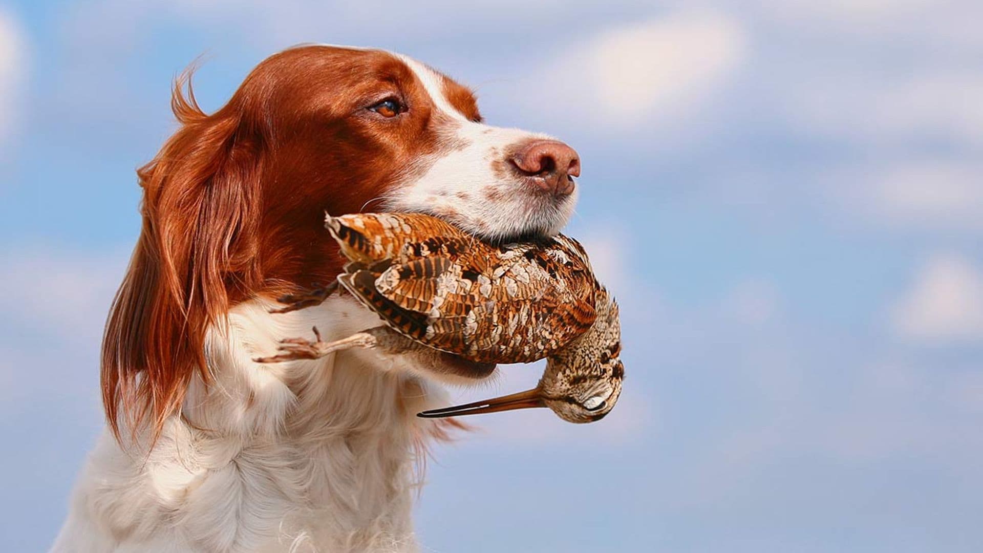 Limita el instinto de caza de tu perro con estos consejos