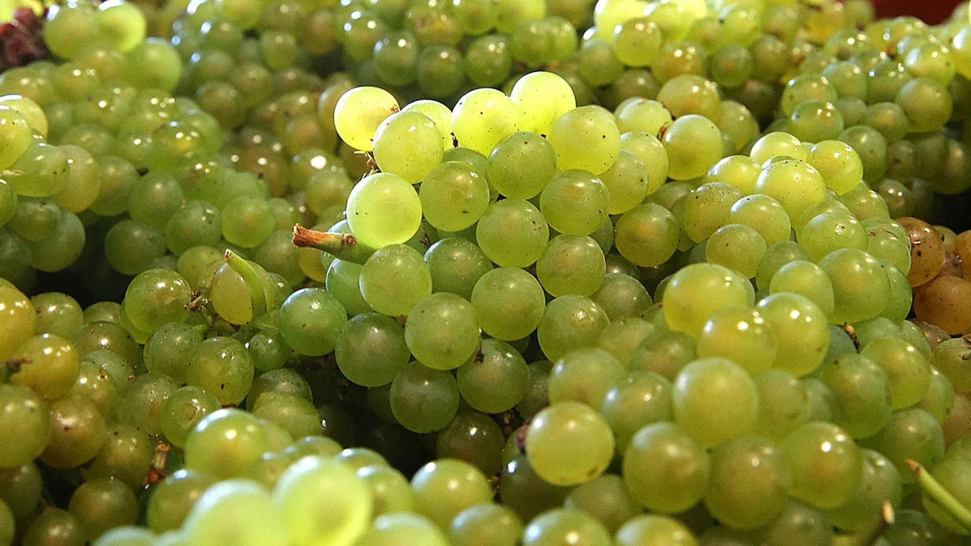 uvas