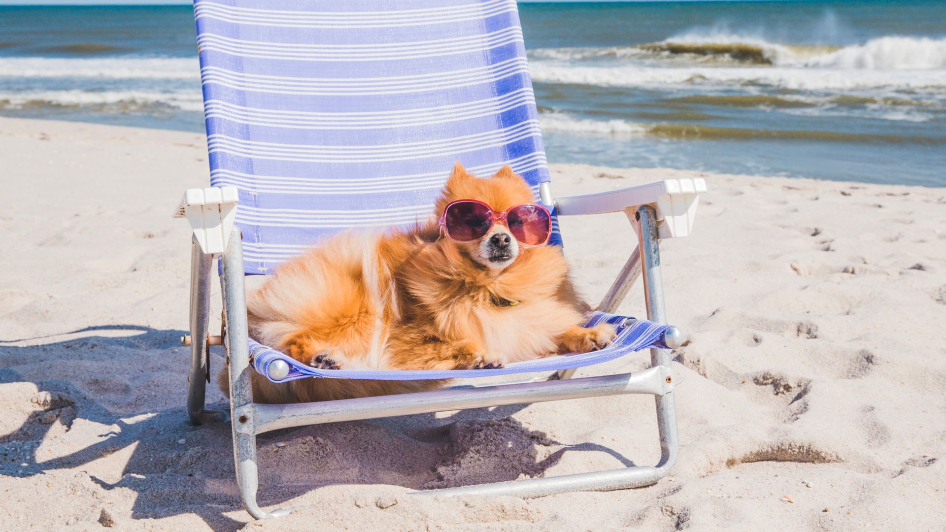 Los 5 mejores protectores solares para perros en spray: el truco definitivo para evitar quemaduras, sequedad e irritaciones