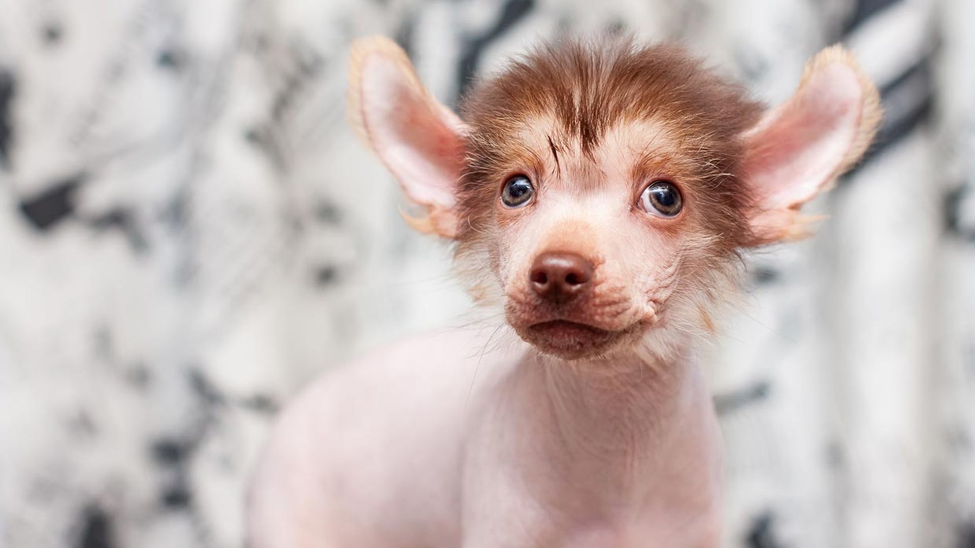 Perro Rara Las razas de perro más raras o menos conocidas