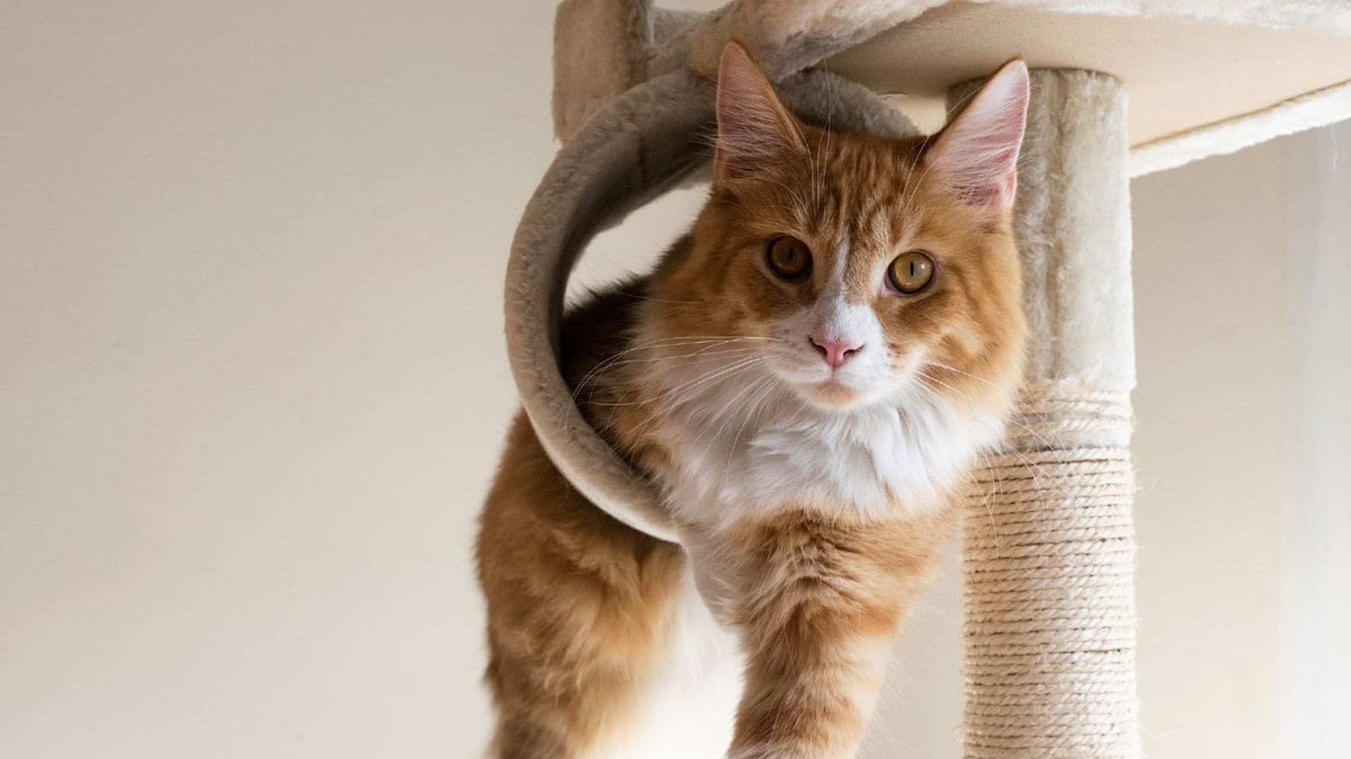 Las 10 cosas que tu gato necesita para ser feliz en casa