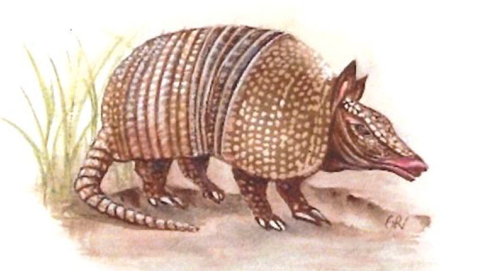 El armadillo ilustrado de Guillermina Royo-Villanova