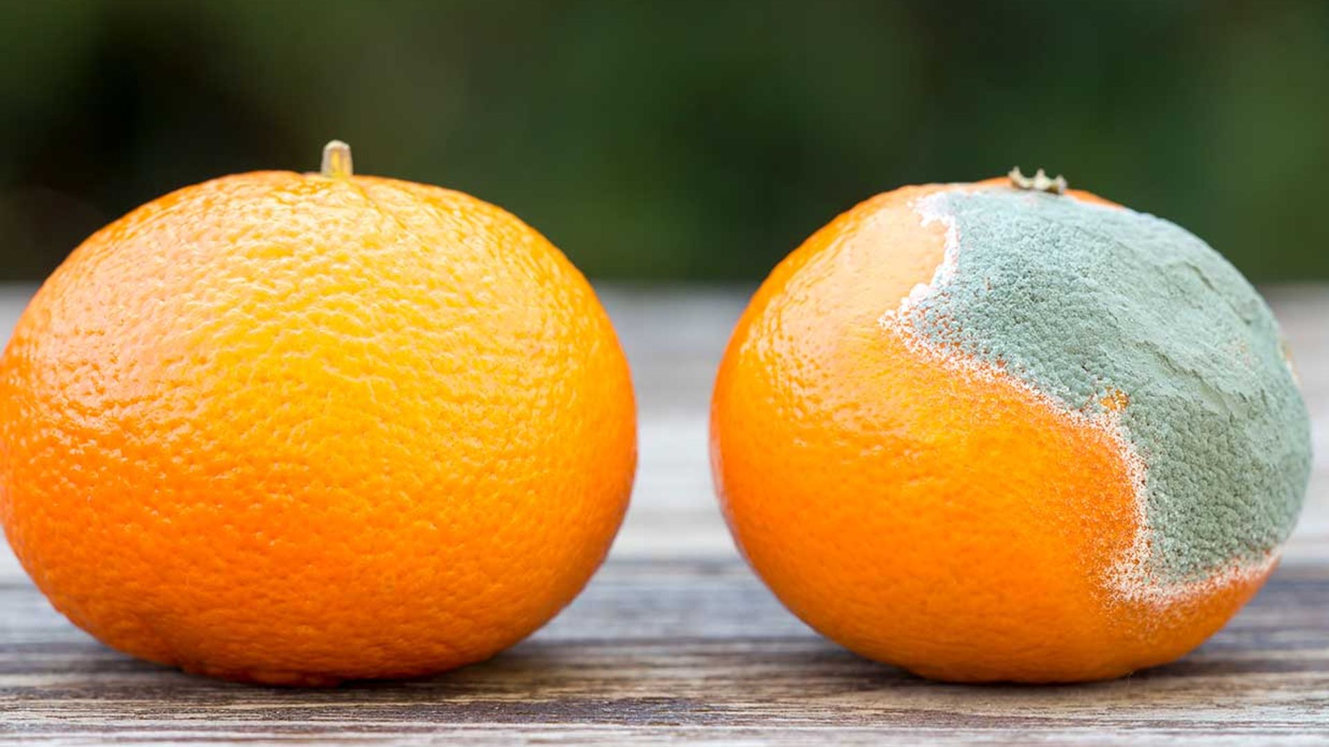 Alimentos con moho: ¿deben tirarse enteros o basta con quitar la parte fea?