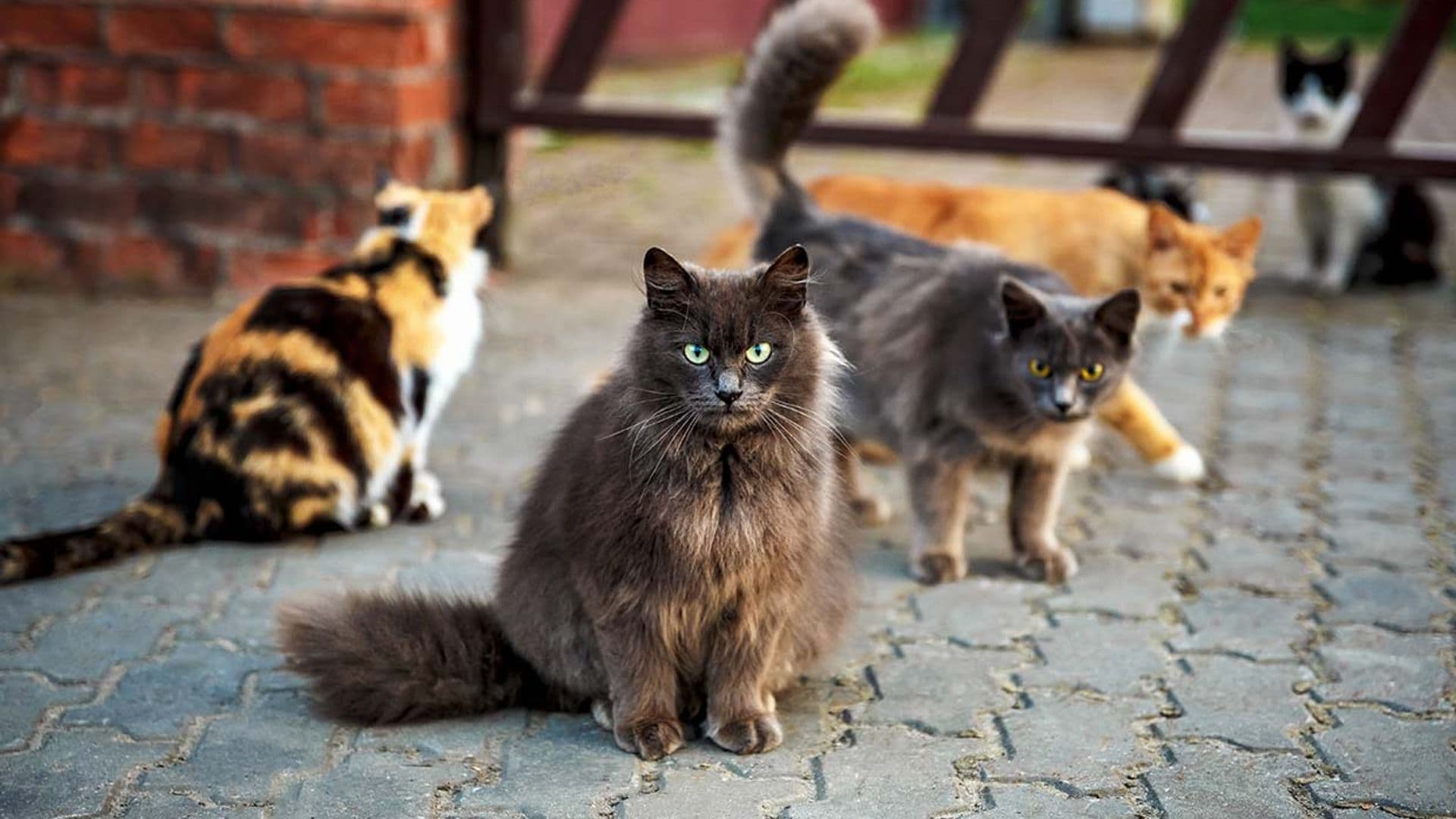 ¿Qué son los gatos comunitarios, según la nueva Ley de Bienestar Animal?