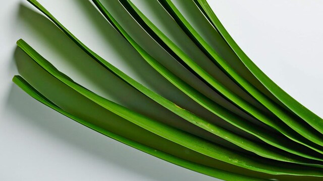 portada_hojas_pandan