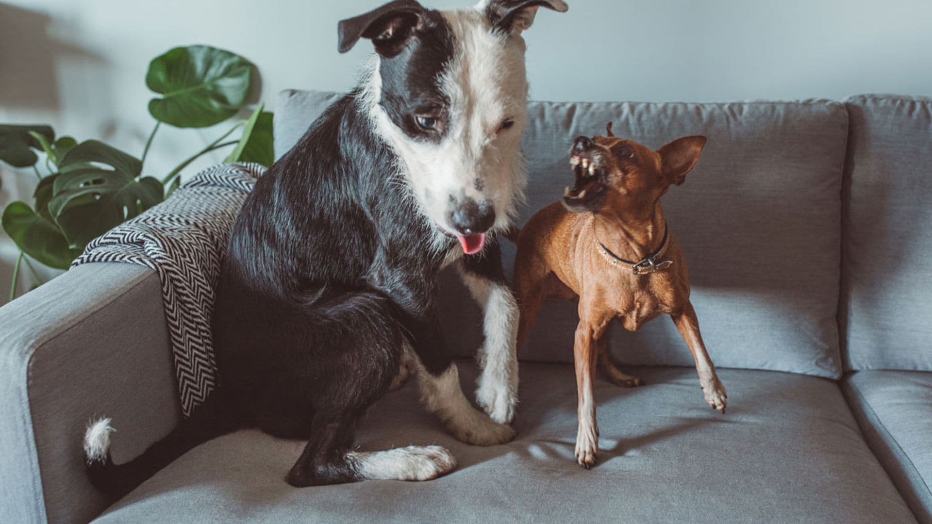 ¿Qué hacer ante una pelea de perros?