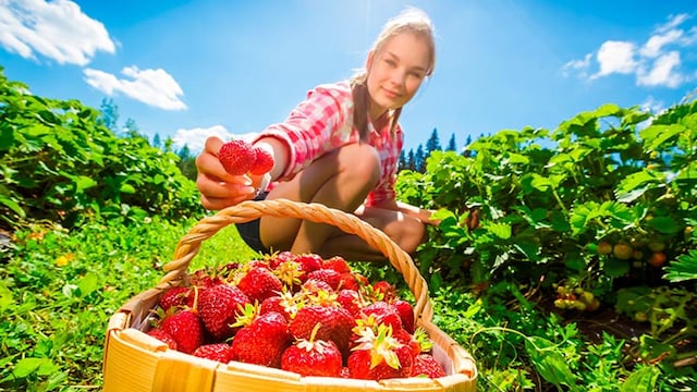 beneficiosfresas