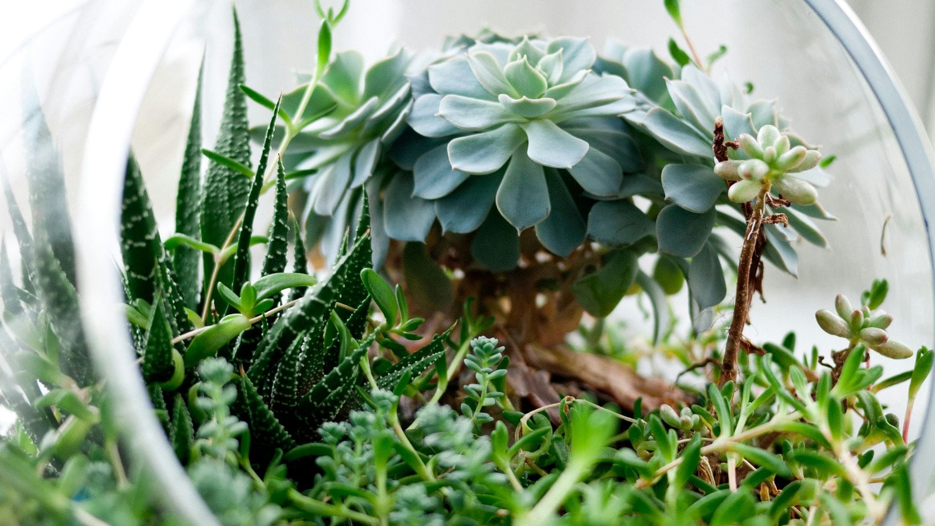Las mejores plantas para terrarios: llena tu casa de vida con estos invernaderos en miniatura