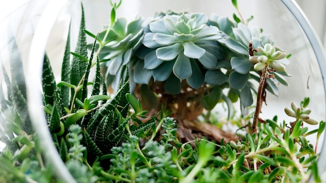 Terrario con plantas