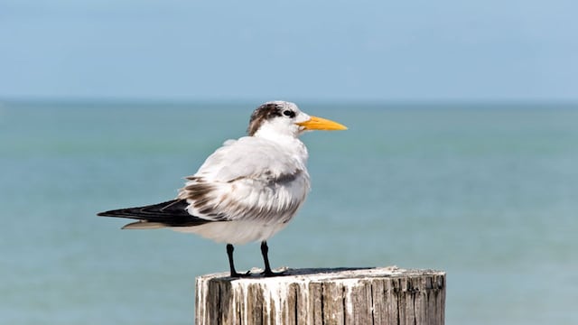 portada_aves