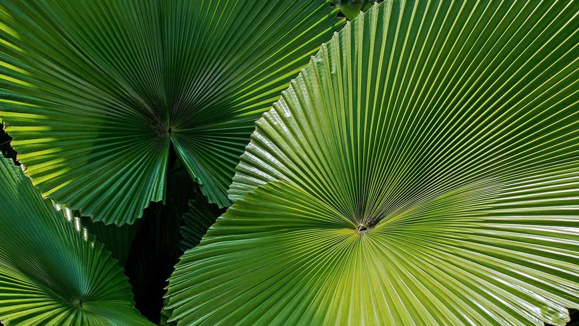 Así se cuida la considerada como la palmera más bella del mundo: 'Licuala grandis'