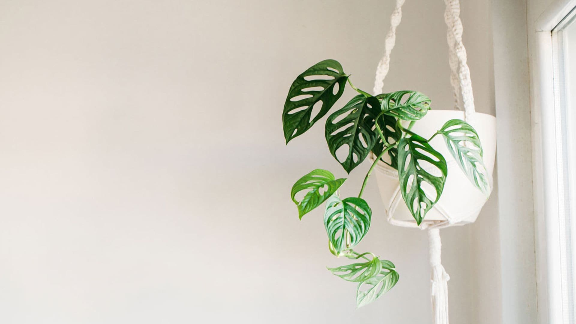 planta colgante decoracion