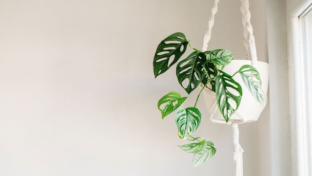 planta colgante decoracion