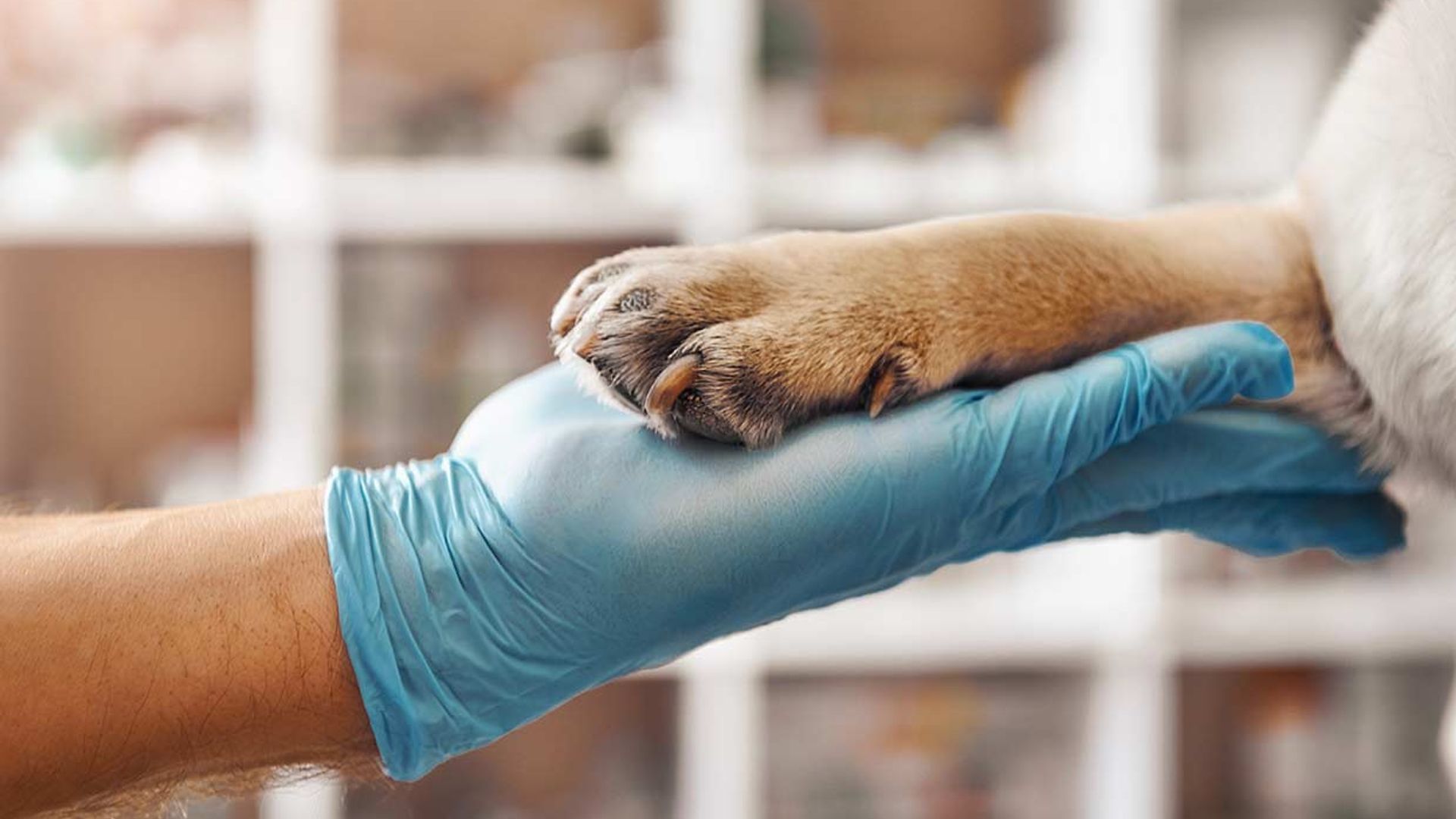 Confesiones de un veterinario: de las primeras vacunas al último sedante