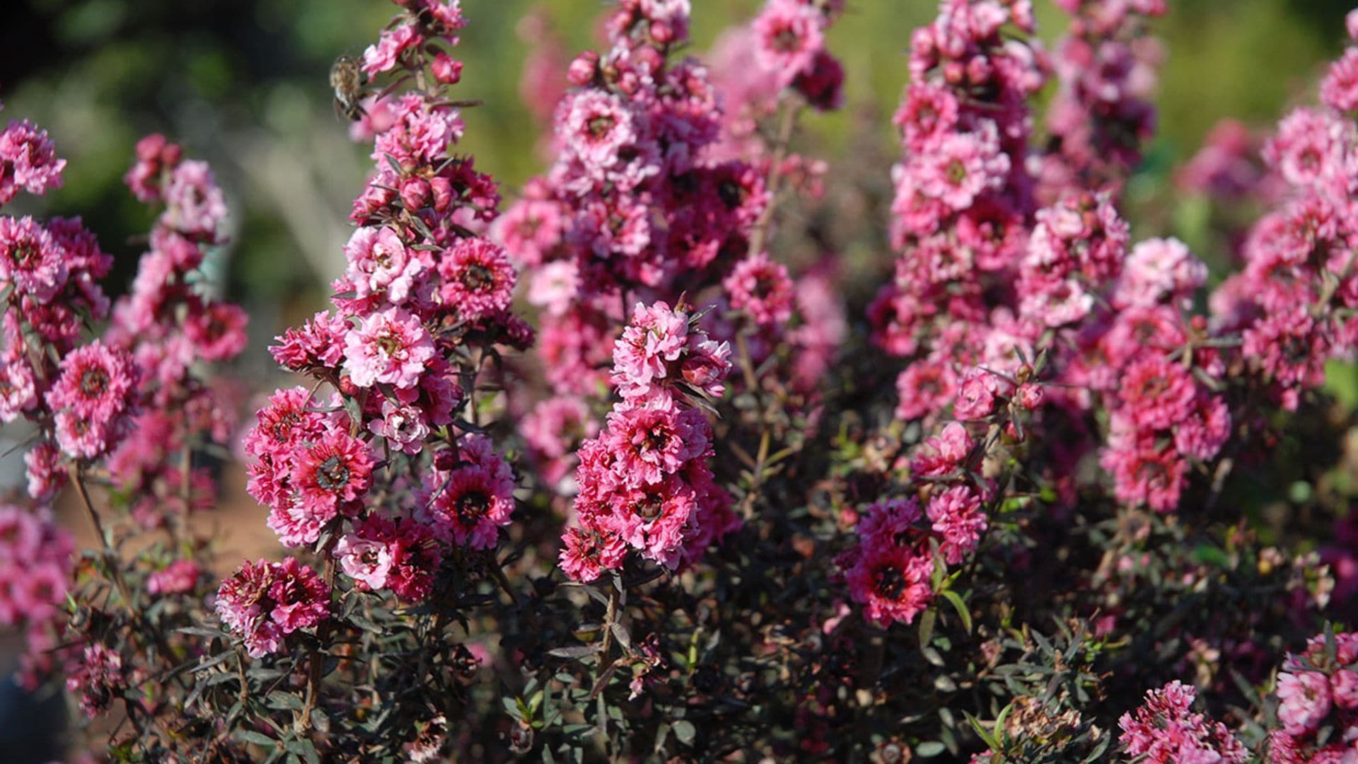 Descubre la belleza del Leptospermum, un arbusto colorido y muy fácil de cultivar