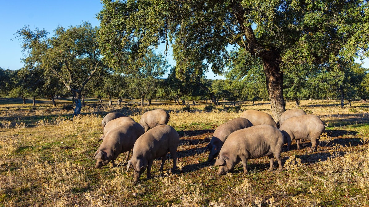 La preciosa comarca de Andalucía que combina jamón ibérico, pueblos blancos, dehesas y noches estrelladas
