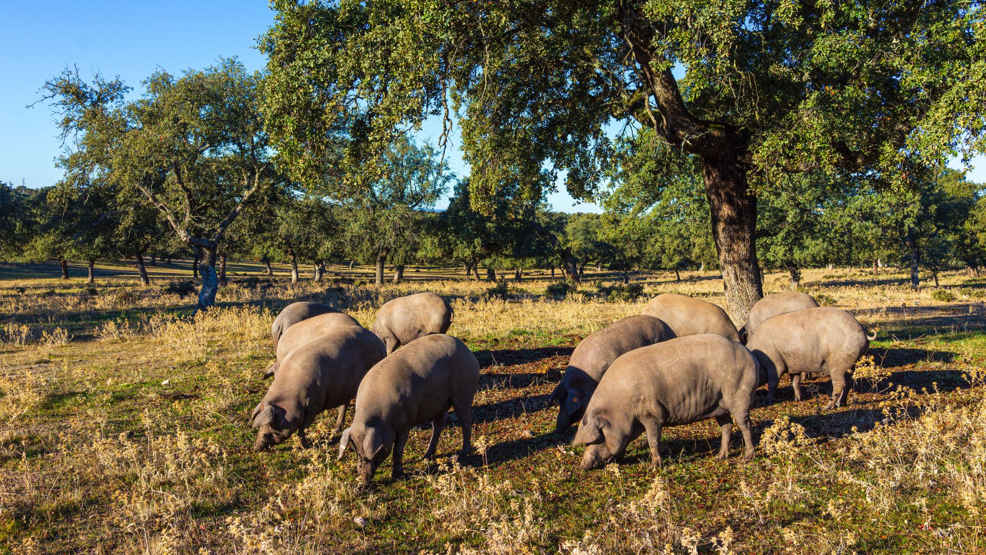 La preciosa comarca de Andalucía que combina jamón ibérico, pueblos blancos, dehesas y noches estrelladas