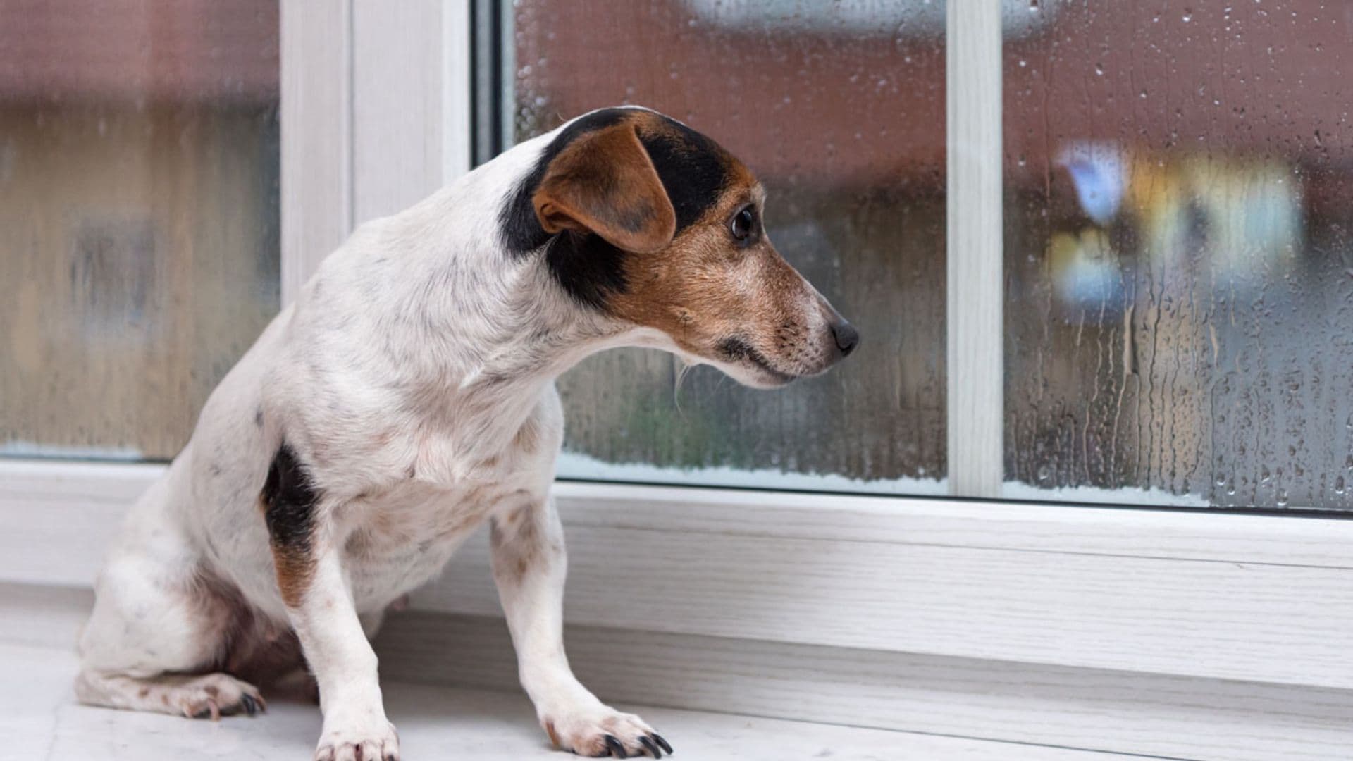 Esto es lo que siente tu perro cuando le dejas en casa solo