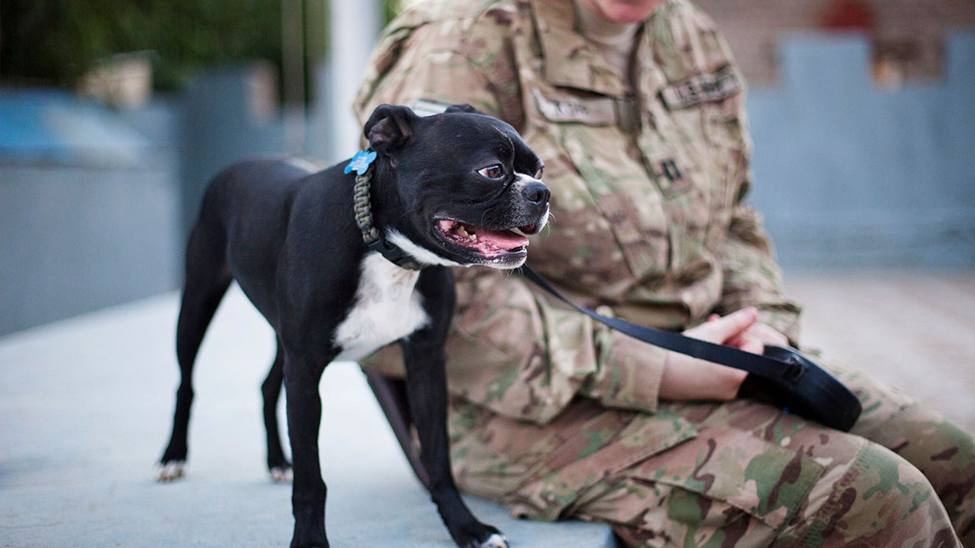 Boston Terrier: una de las mascotas más populares