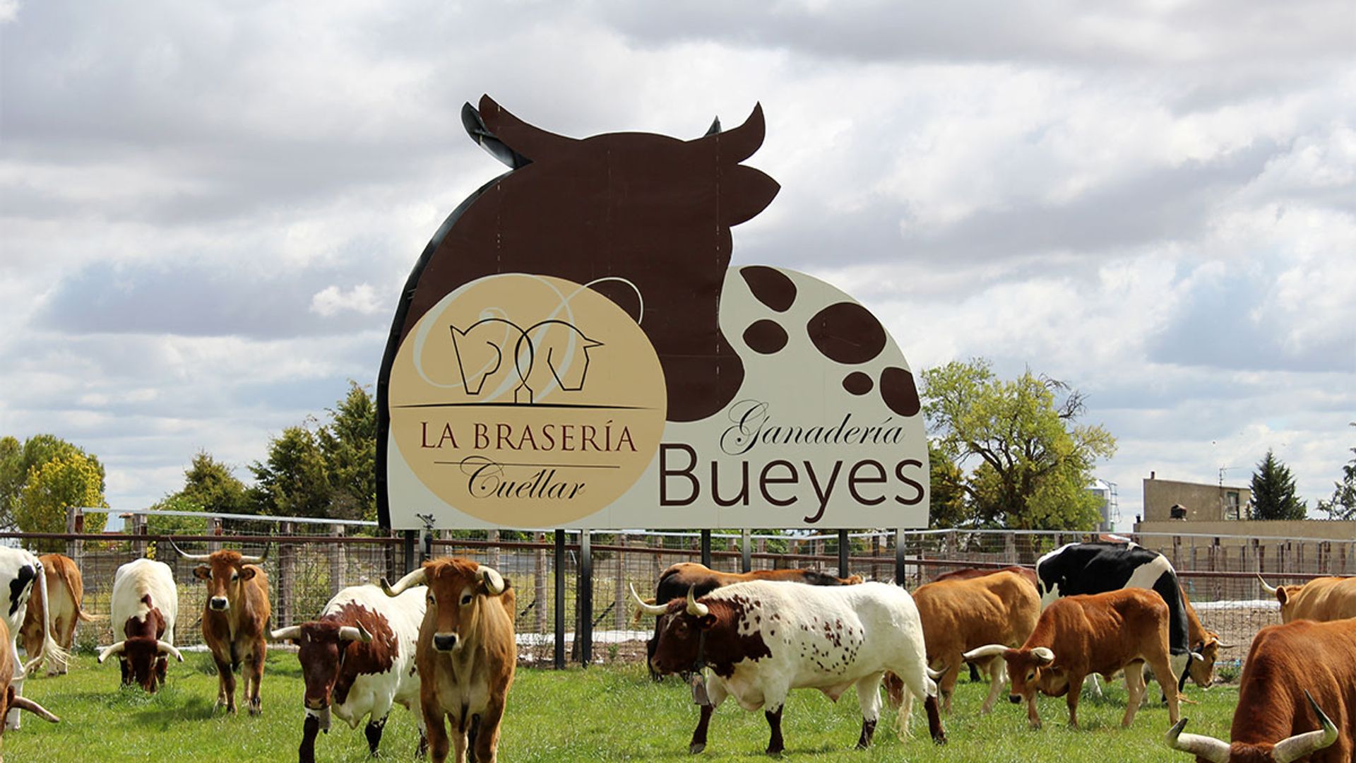 portada bueyes